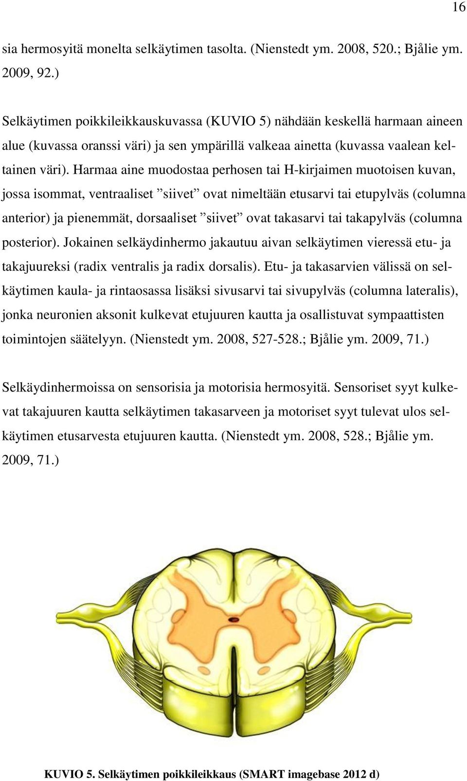 Harmaa aine muodostaa perhosen tai H-kirjaimen muotoisen kuvan, jossa isommat, ventraaliset siivet ovat nimeltään etusarvi tai etupylväs (columna anterior) ja pienemmät, dorsaaliset siivet ovat