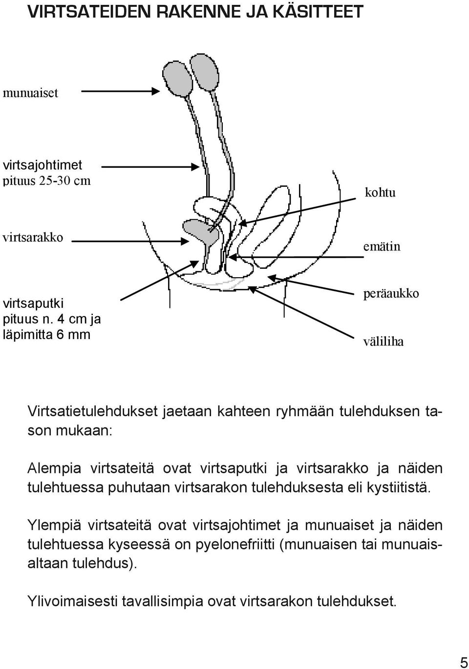 virtsaputki ja virtsarakko ja näiden tulehtuessa puhutaan virtsarakon tulehduksesta eli kystiitistä.