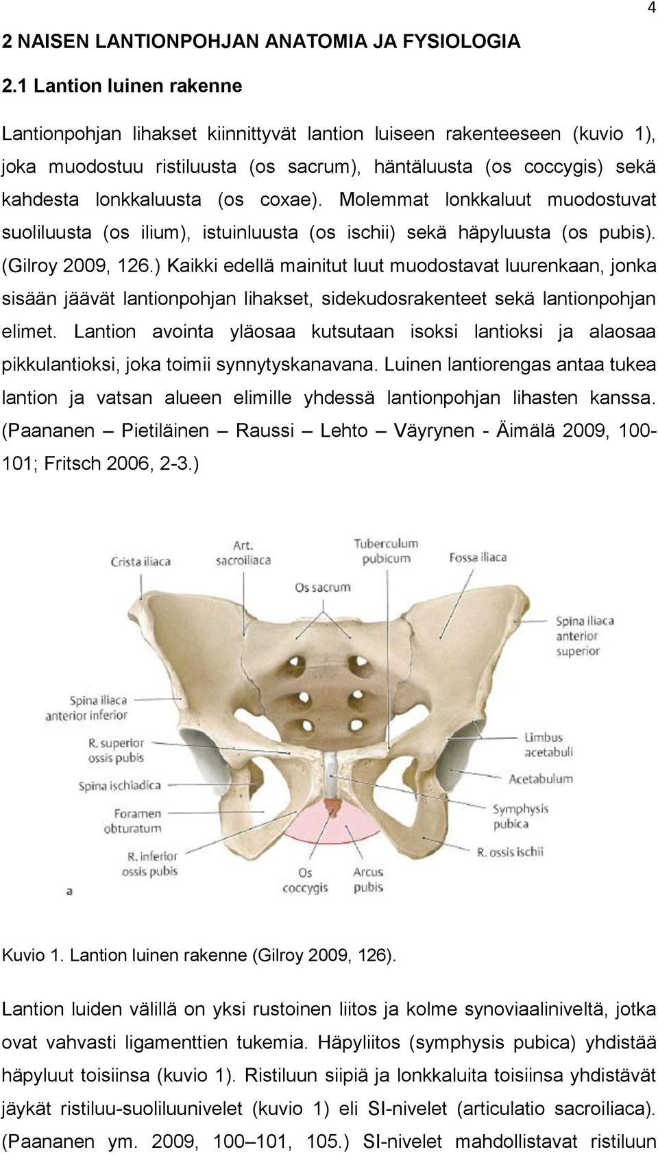 coxae). Molemmat lonkkaluut muodostuvat suoliluusta (os ilium), istuinluusta (os ischii) sekä häpyluusta (os pubis). (Gilroy 2009, 126.