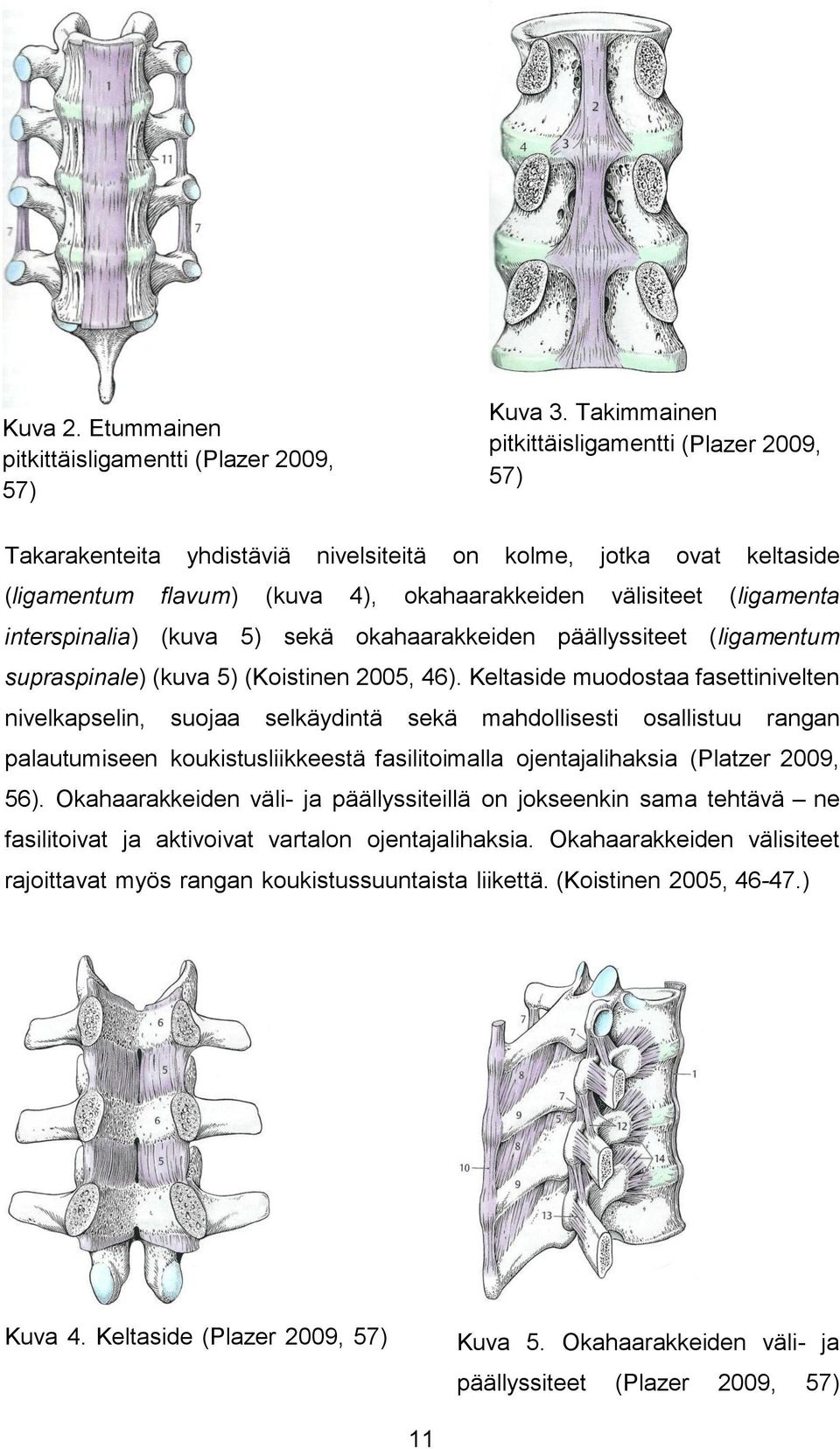 interspinalia) (kuva 5) sekä okahaarakkeiden päällyssiteet (ligamentum supraspinale) (kuva 5) (Koistinen 2005, 46).
