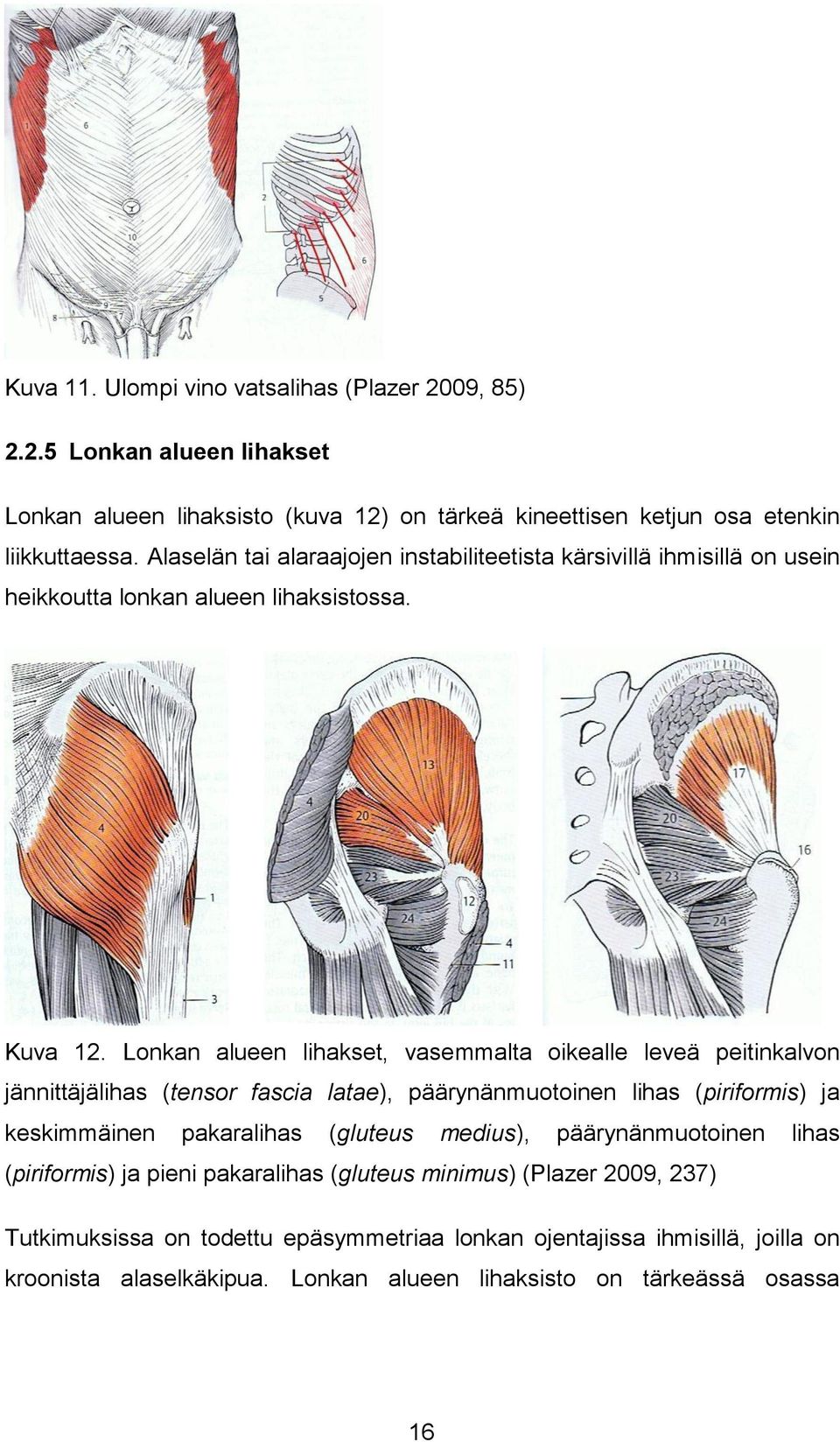Lonkan alueen lihakset, vasemmalta oikealle leveä peitinkalvon jännittäjälihas (tensor fascia latae), päärynänmuotoinen lihas (piriformis) ja keskimmäinen pakaralihas (gluteus