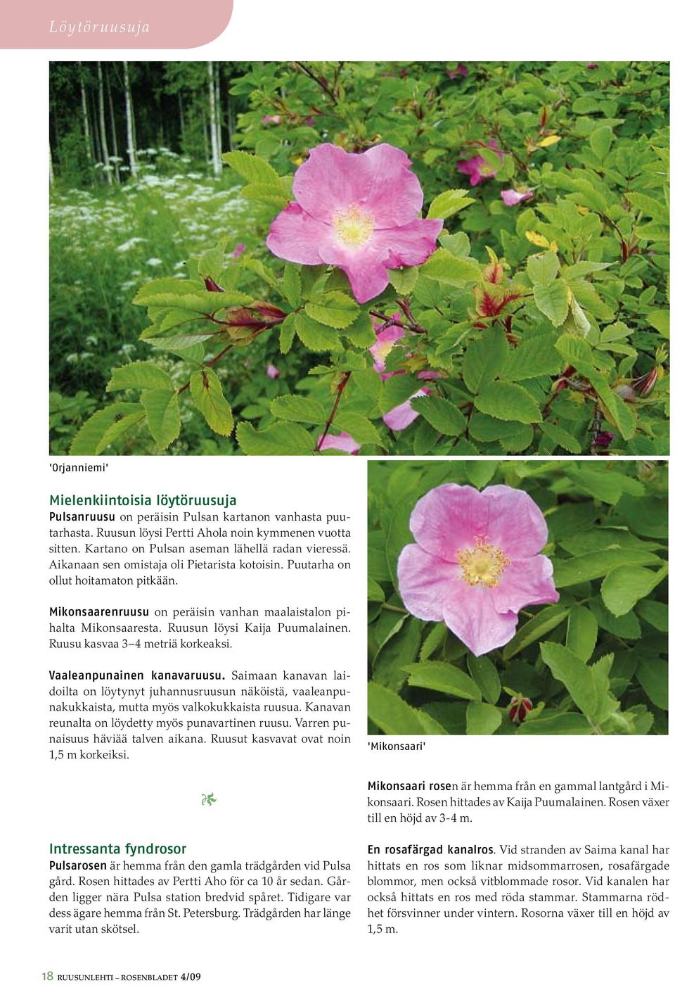 Mikonsaarenruusu on peräisin vanhan maalaistalon pihalta Mikonsaaresta. Ruusun löysi Kaija Puumalainen. Ruusu kasvaa 3 4 metriä korkeaksi. Vaaleanpunainen kanavaruusu.