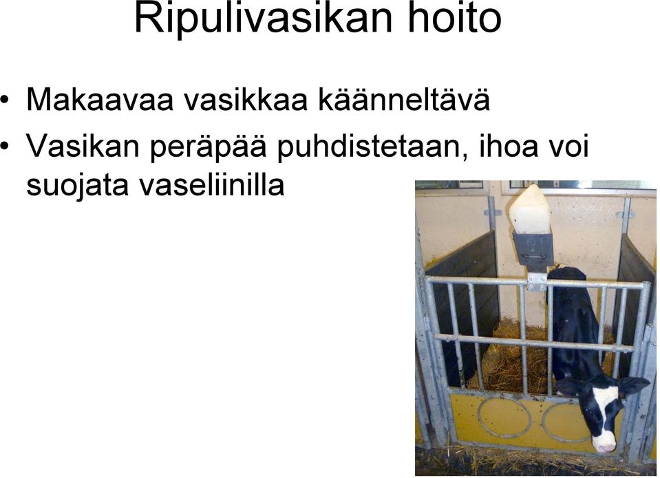 käänneltävä Vasikan peräpää