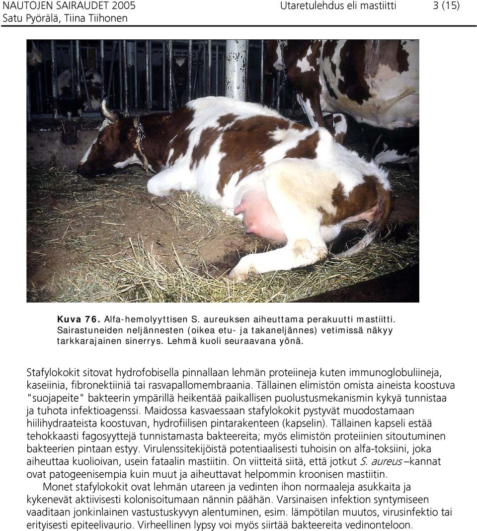 Stafylokokit sitovat hydrofobisella pinnallaan lehmän proteiineja kuten immunoglobuliineja, kaseiinia, fibronektiiniä tai rasvapallomembraania.