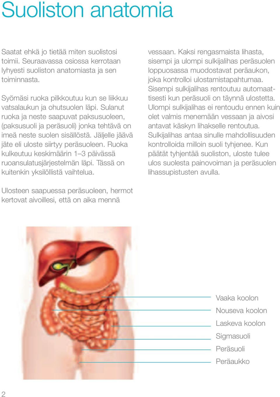 Jäljelle jäävä jäte eli uloste siirtyy peräsuoleen. Ruoka kulkeutuu keskimäärin 1 3 päivässä ruoansulatusjärjestelmän läpi. Tässä on kuitenkin yksilöllistä vaihtelua. vessaan.
