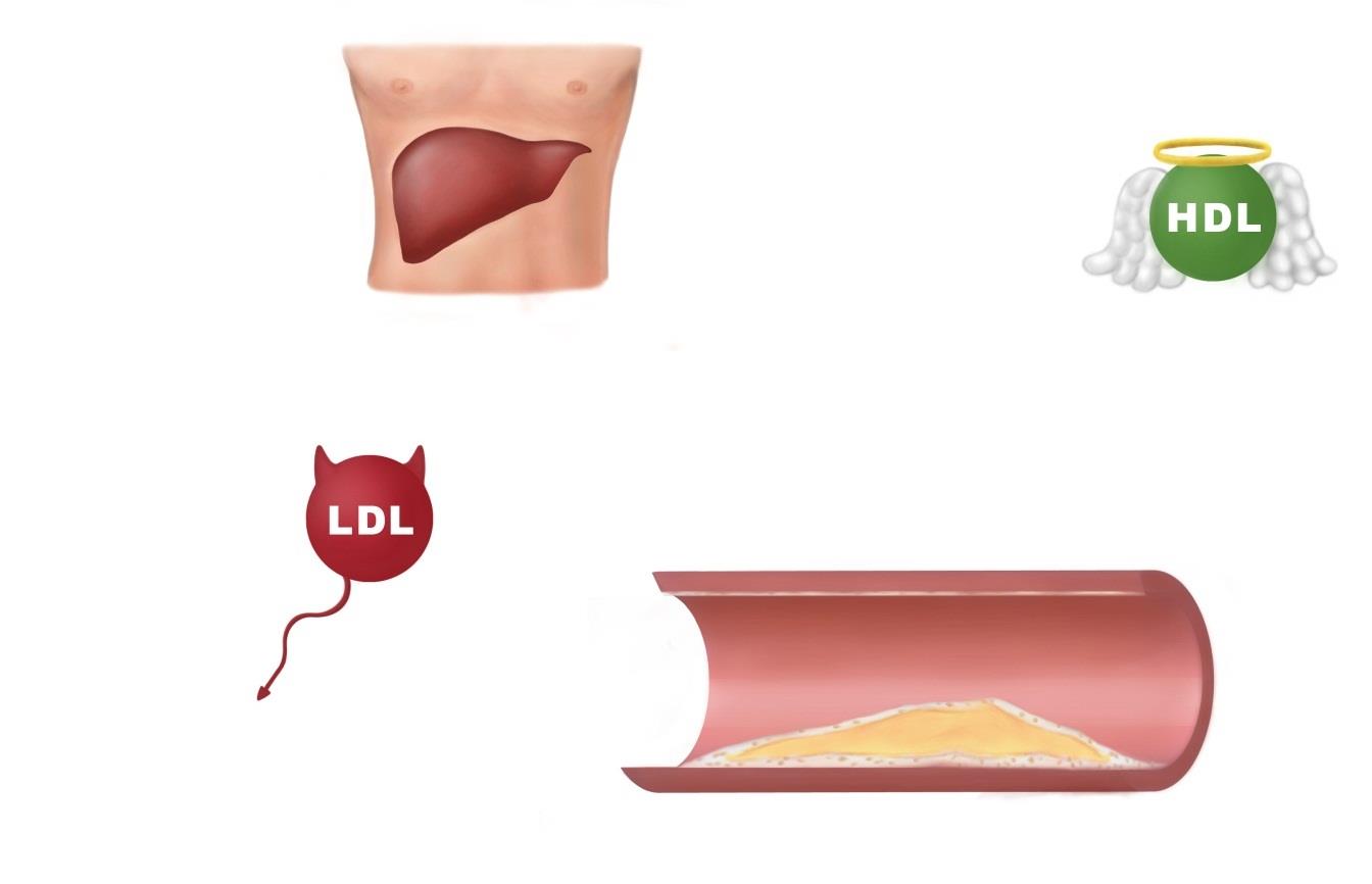 Hyvä ja paha kolesteroli Hyvä" HDL Kuljettaa