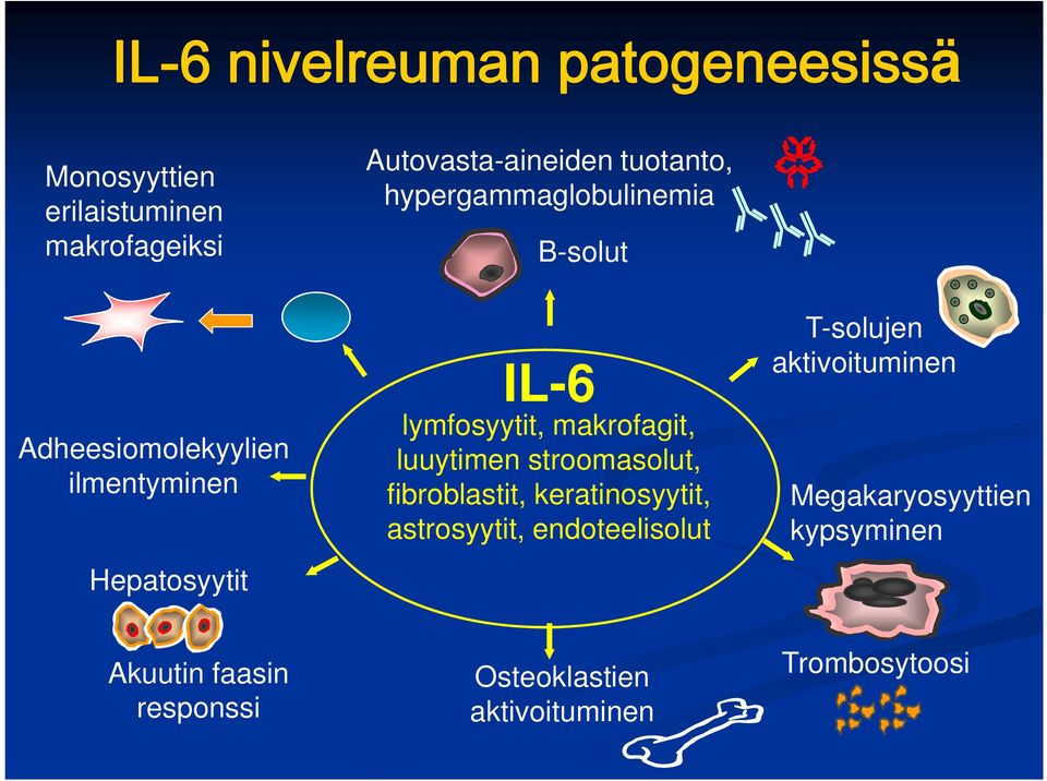 makrofagit, luuytimen stroomasolut, fibroblastit, keratinosyytit, astrosyytit, endoteelisolut T-solujen