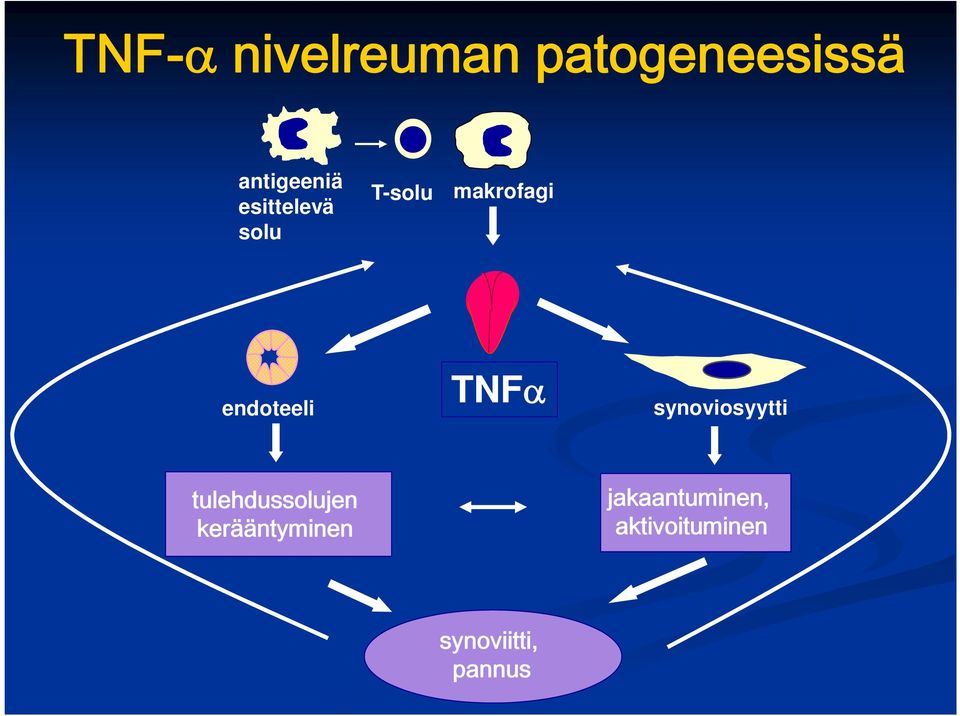 TNF synoviosyytti tulehdussolujen