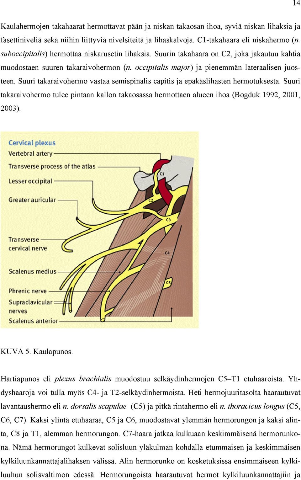 Suuri takaraivohermo vastaa semispinalis capitis ja epäkäslihasten hermotuksesta. Suuri takaraivohermo tulee pintaan kallon takaosassa hermottaen alueen ihoa (Bogduk 1992, 2001, 2003). KUVA 5.
