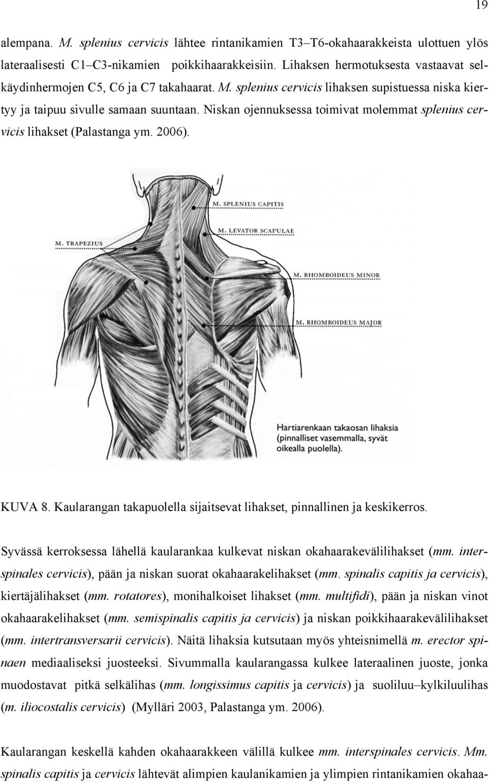 Niskan ojennuksessa toimivat molemmat splenius cervicis lihakset (Palastanga ym. 2006). KUVA 8. Kaularangan takapuolella sijaitsevat lihakset, pinnallinen ja keskikerros.