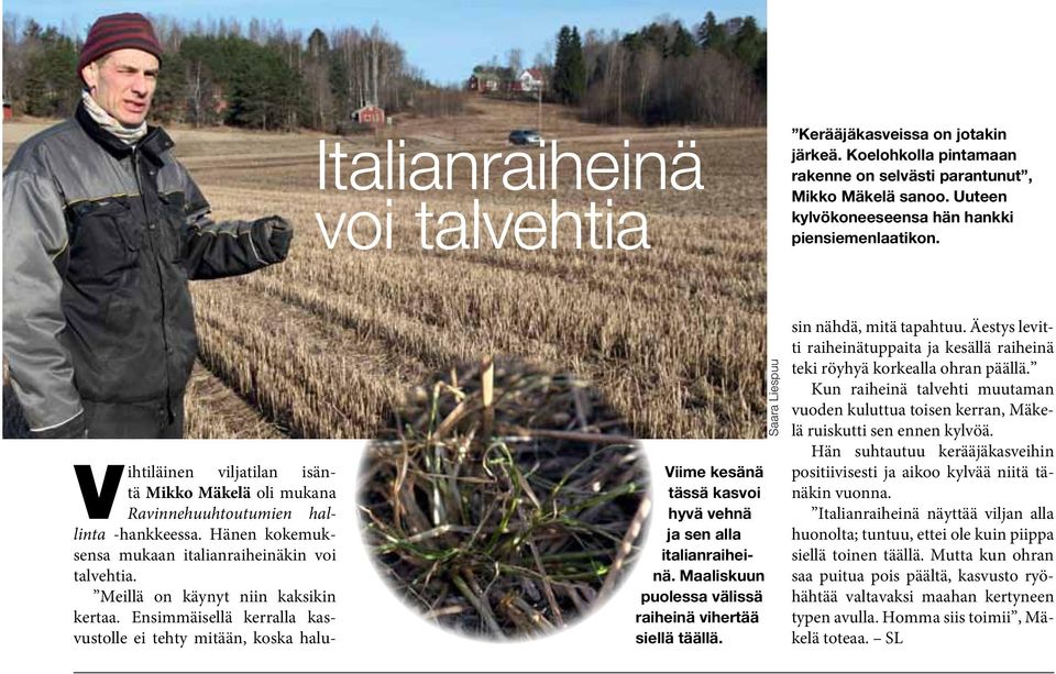 Ensimmäisellä kerralla kasvustolle ei tehty mitään, koska halu- Viime kesänä tässä kasvoi hyvä vehnä ja sen alla italianraiheinä. Maaliskuun puolessa välissä raiheinä vihertää siellä täällä.