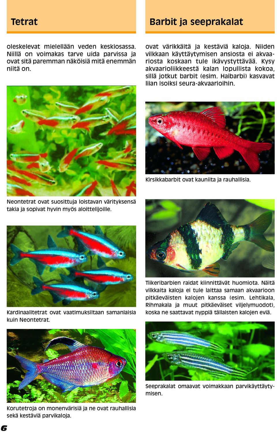 Haibarbi) kasvavat liian isoiksi seura-akvaarioihin. Kirsikkabarbit ovat kauniita ja rauhallisia. Neontetrat ovat suosittuja loistavan värityksensä takia ja sopivat hyvin myös aloittelijoille.