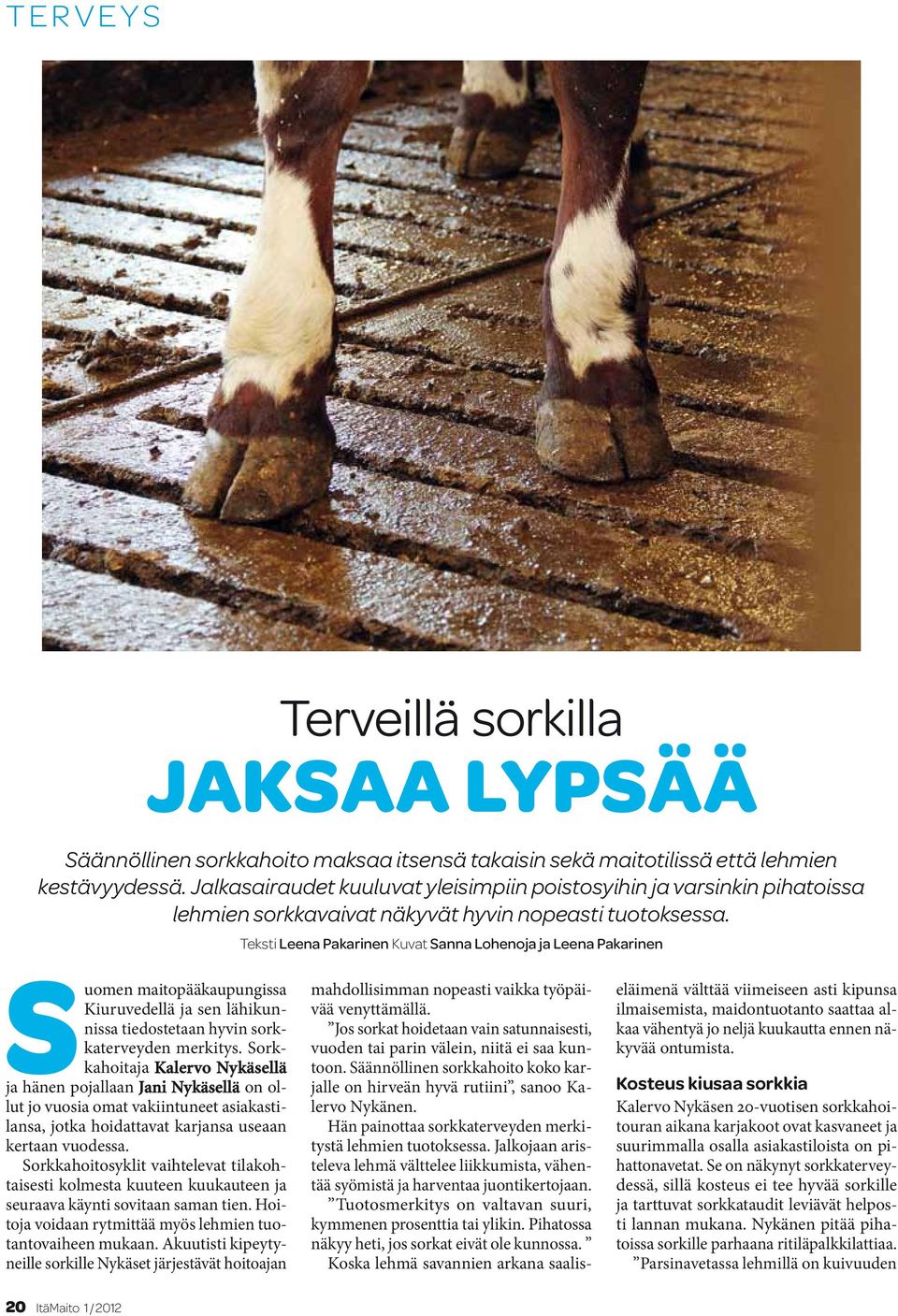 Teksti Leena Pakarinen Kuvat Sanna Lohenoja ja Leena Pakarinen Suomen maitopääkaupungissa Kiuruvedellä ja sen lähikunnissa tiedostetaan hyvin sorkkaterveyden merkitys.