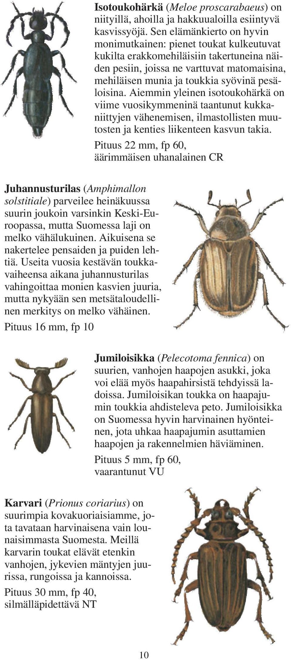 pesäloisina. Aiemmin yleinen isotoukohärkä on viime vuosikymmeninä taantunut kukkaniittyjen vähenemisen, ilmastollisten muutosten ja kenties liikenteen kasvun takia.