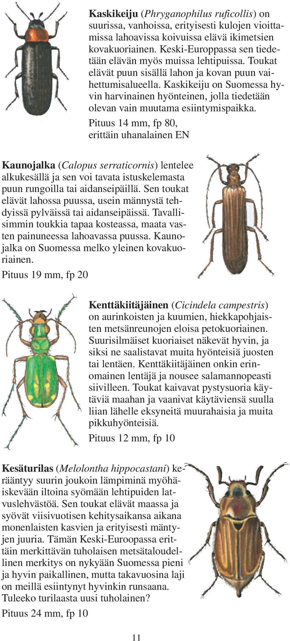 Kaskikeiju on Suomessa hyvin harvinainen hyönteinen, jolla tiedetään olevan vain muutama esiintymispaikka.