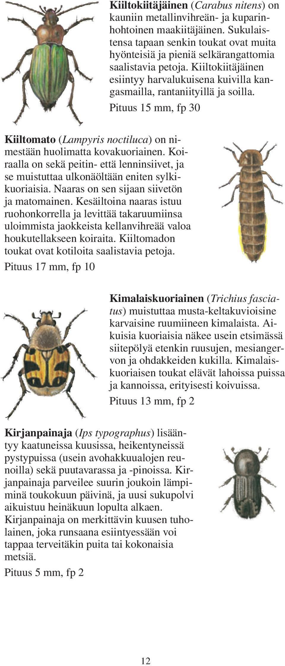 Pituus 15 mm, fp 30 Kiiltomato (Lampyris noctiluca) on nimestään huolimatta kovakuoriainen. Koiraalla on sekä peitin- että lenninsiivet, ja se muistuttaa ulkonäöltään eniten sylkikuoriaisia.