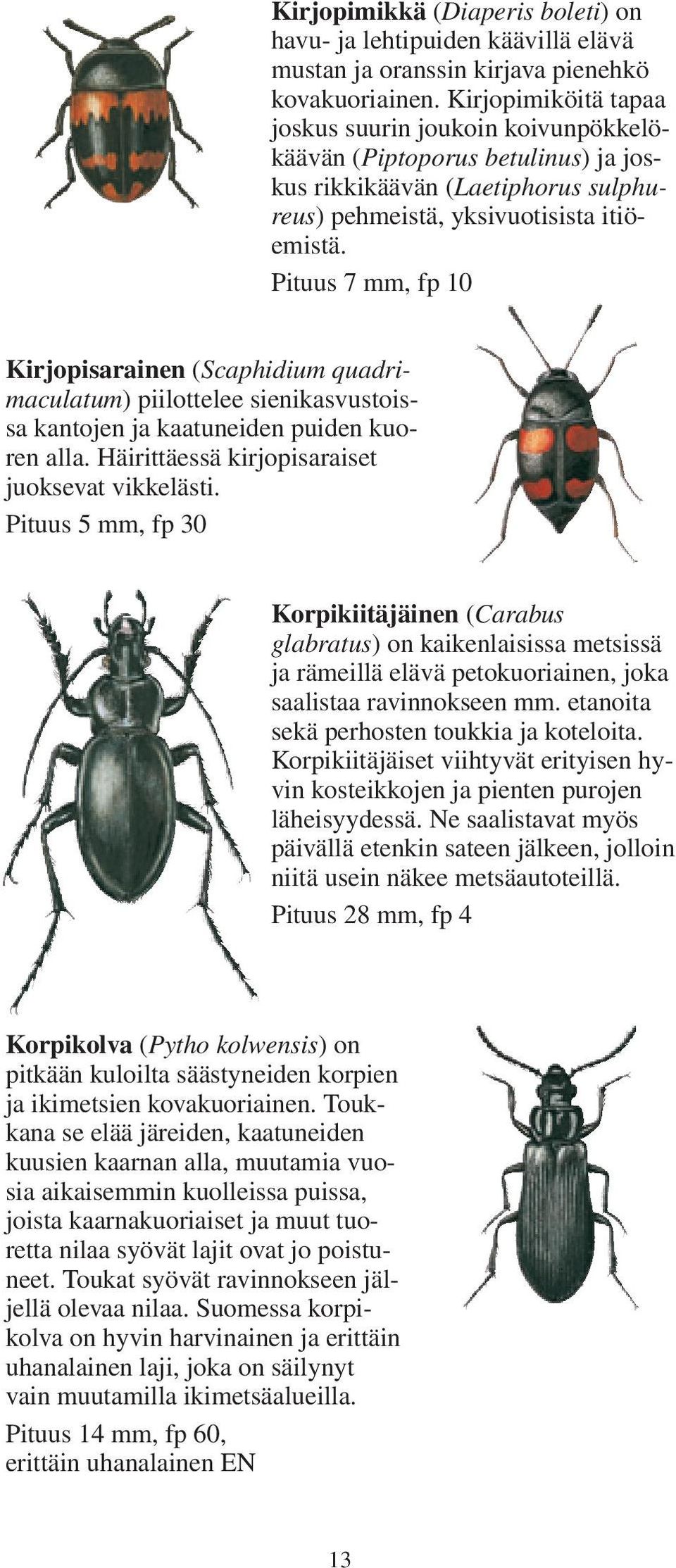 Pituus 7 mm, fp 10 Kirjopisarainen (Scaphidium quadrimaculatum) piilottelee sienikasvustoissa kantojen ja kaatuneiden puiden kuoren alla. Häirittäessä kirjopisaraiset juoksevat vikkelästi.