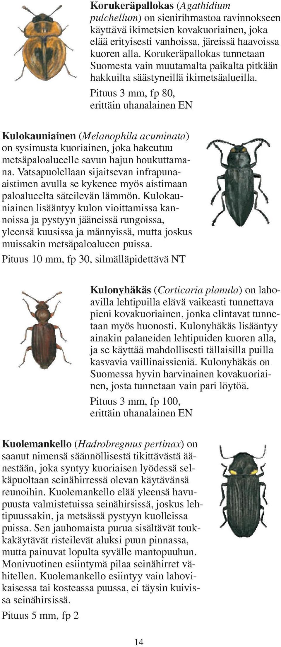 Pituus 3 mm, fp 80, erittäin uhanalainen EN Kulokauniainen (Melanophila acuminata) on sysimusta kuoriainen, joka hakeutuu metsäpaloalueelle savun hajun houkuttamana.