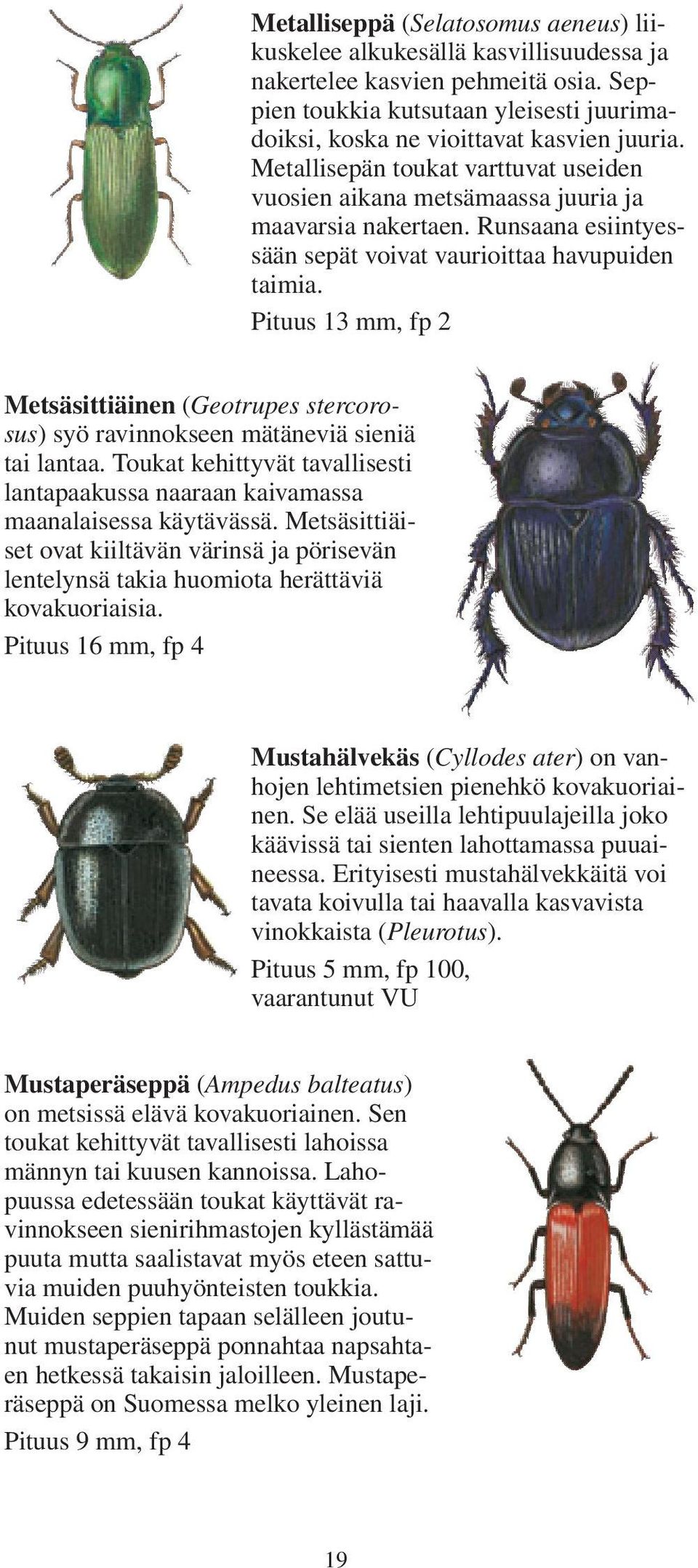 Pituus 13 mm, fp 2 Metsäsittiäinen (Geotrupes stercorosus) syö ravinnokseen mätäneviä sieniä tai lantaa. Toukat kehittyvät tavallisesti lantapaakussa naaraan kaivamassa maanalaisessa käytävässä.