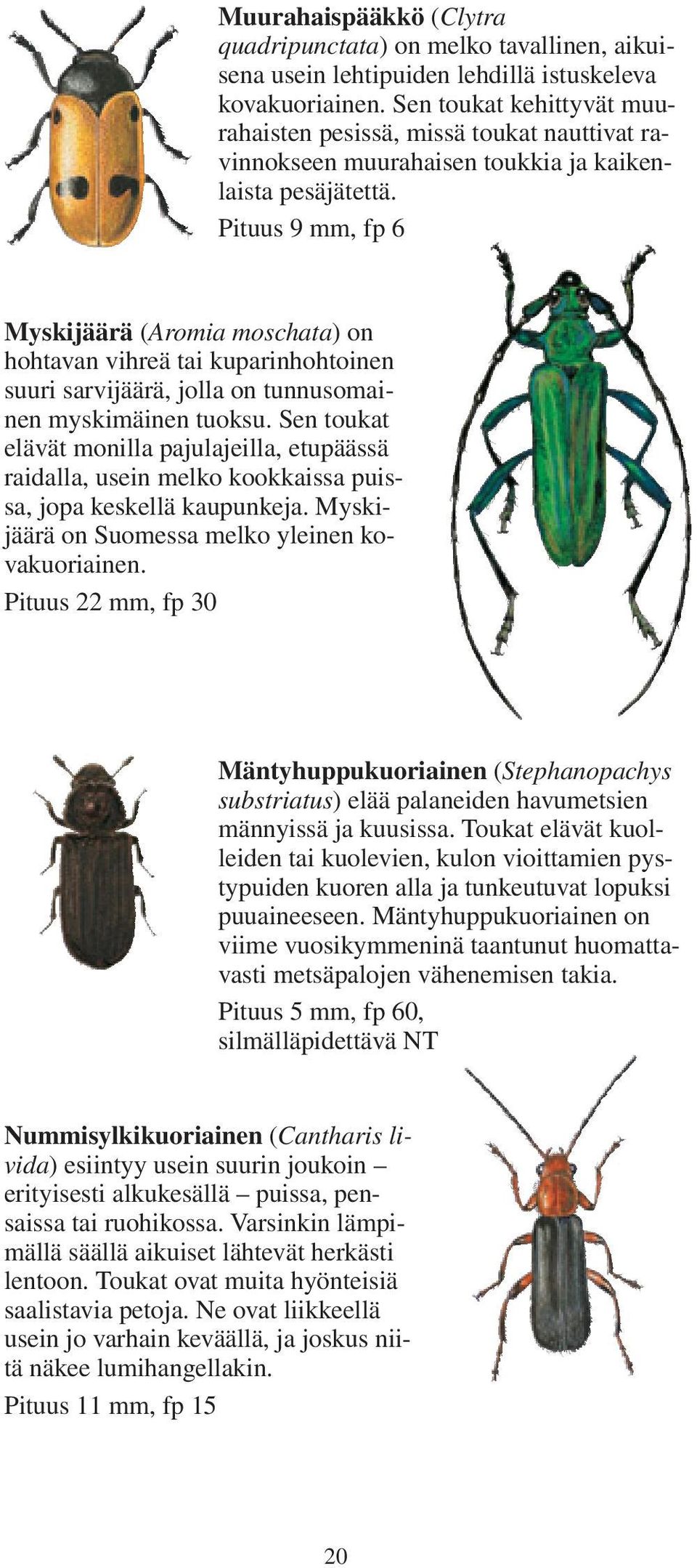 Pituus 9 mm, fp 6 Myskijäärä (Aromia moschata) on hohtavan vihreä tai kuparinhohtoinen suuri sarvijäärä, jolla on tunnusomainen myskimäinen tuoksu.