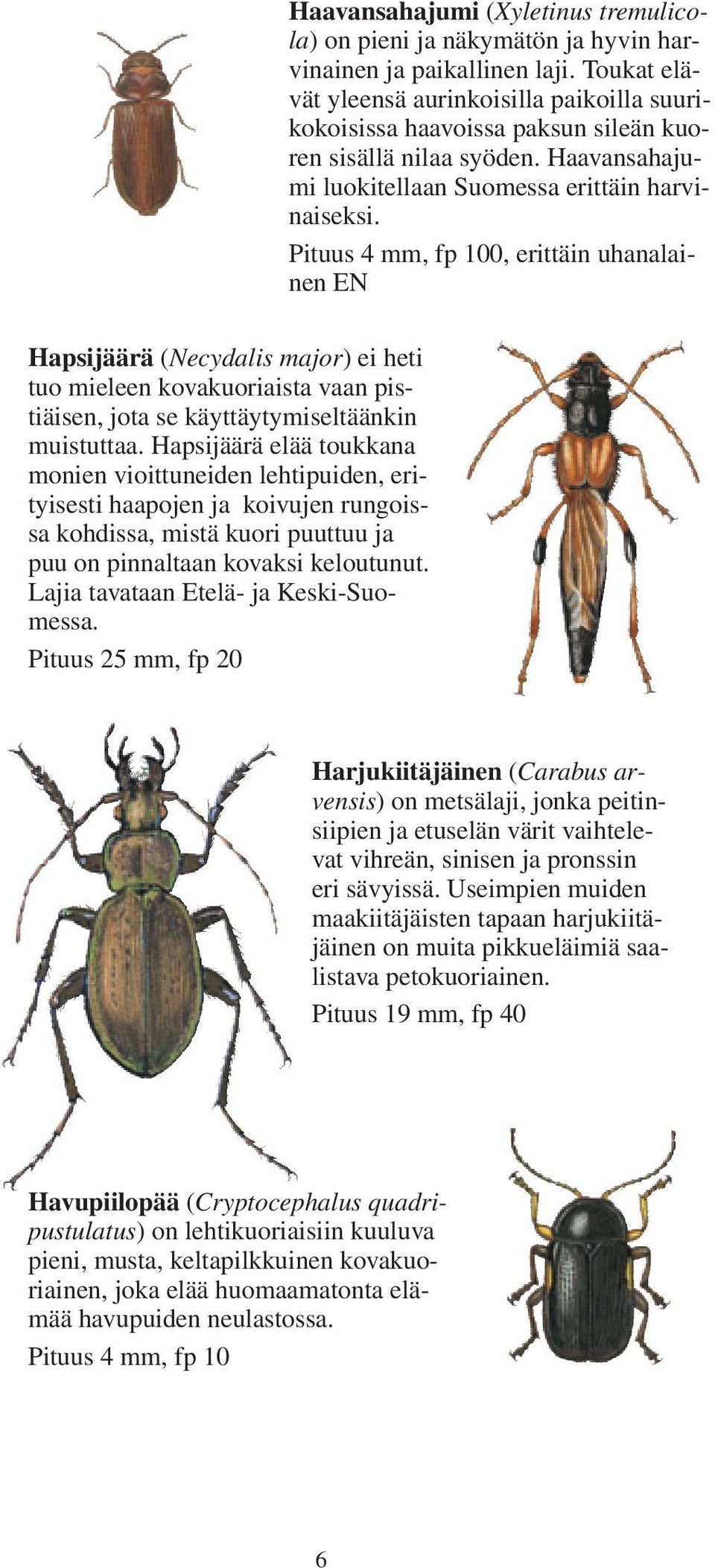 Pituus 4 mm, fp 100, erittäin uhanalainen EN Hapsijäärä (Necydalis major) ei heti tuo mieleen kovakuoriaista vaan pistiäisen, jota se käyttäytymiseltäänkin muistuttaa.
