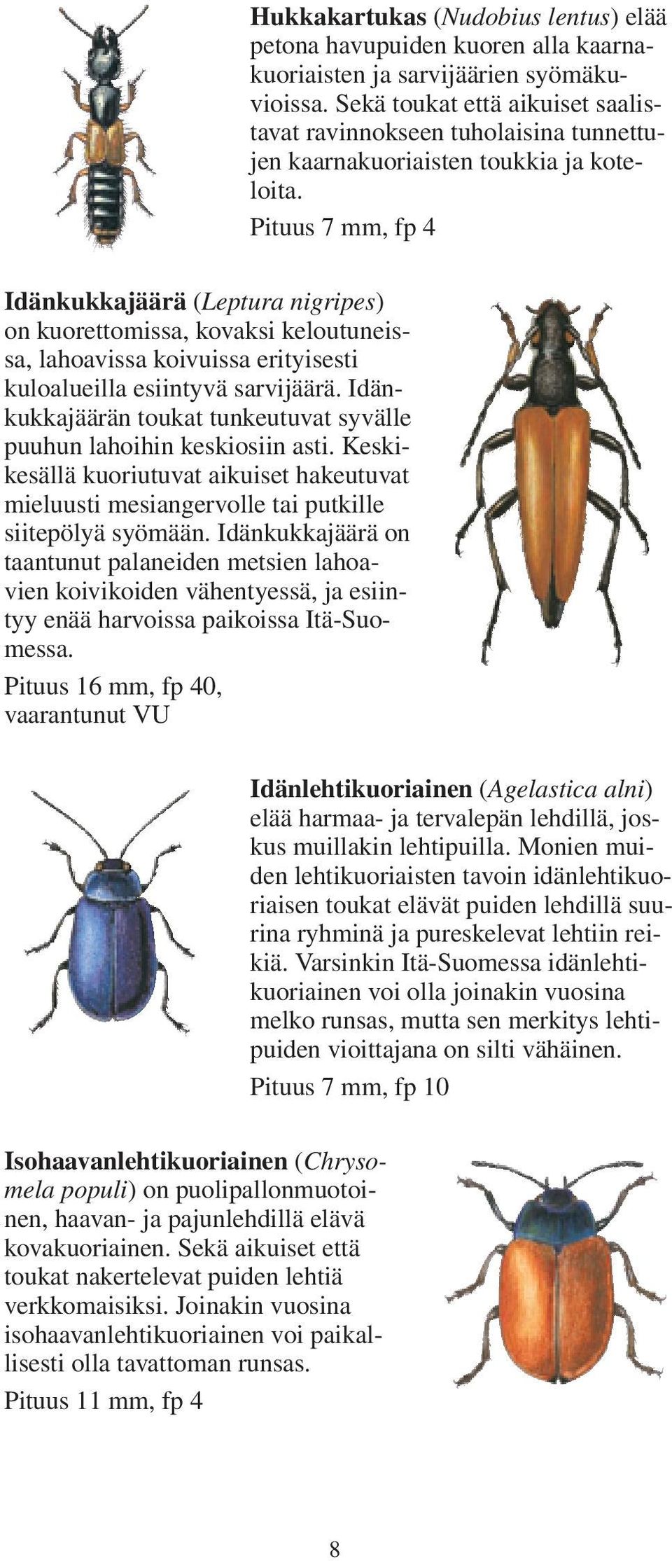 Pituus 7 mm, fp 4 Idänkukkajäärä (Leptura nigripes) on kuorettomissa, kovaksi keloutuneissa, lahoavissa koivuissa erityisesti kuloalueilla esiintyvä sarvijäärä.