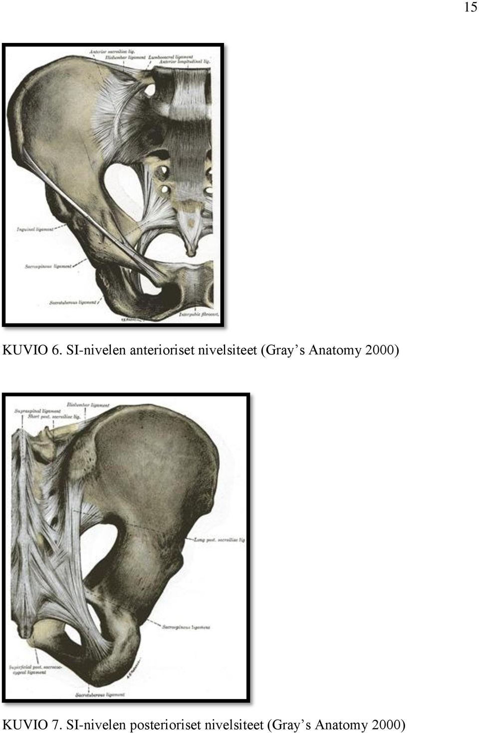 nivelsiteet (Gray s Anatomy 2000)