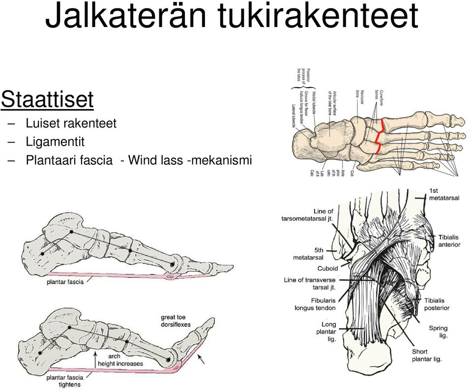 rakenteet Ligamentit