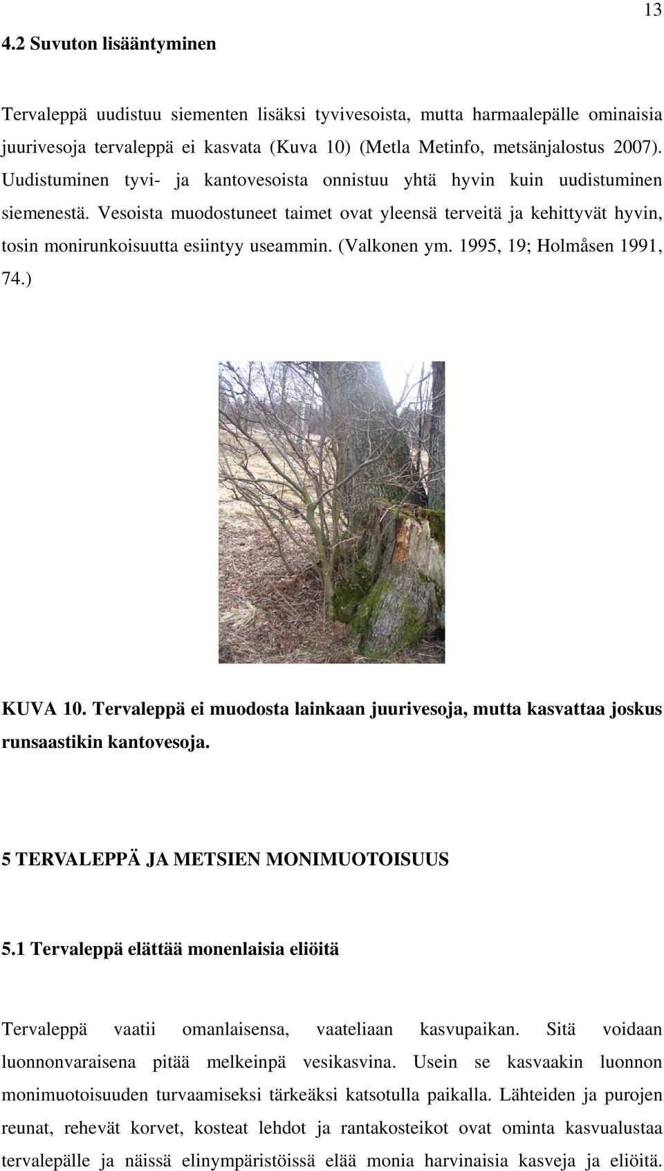 (Valkonen ym. 1995, 19; Holmåsen 1991, 74.) KUVA 10. Tervaleppä ei muodosta lainkaan juurivesoja, mutta kasvattaa joskus runsaastikin kantovesoja. 5 TERVALEPPÄ JA METSIEN MONIMUOTOISUUS 5.