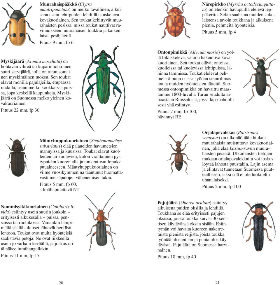 Pituus 22 mm, fp 30 Muurahaispääkkö (Clytra quadripunctata) on melko tavallinen, aikuisena usein lehtipuiden lehdillä istuskeleva kovakuoriainen.