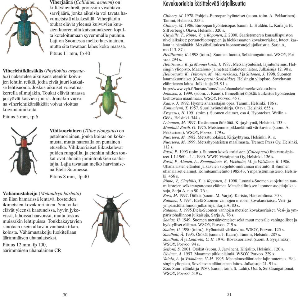 Pituus 5 mm, fp 6 Vähämustakeiju (Melandrya barbata) on illan hämärissä lentävä, kosteiden ikimetsien kovakuoriainen.