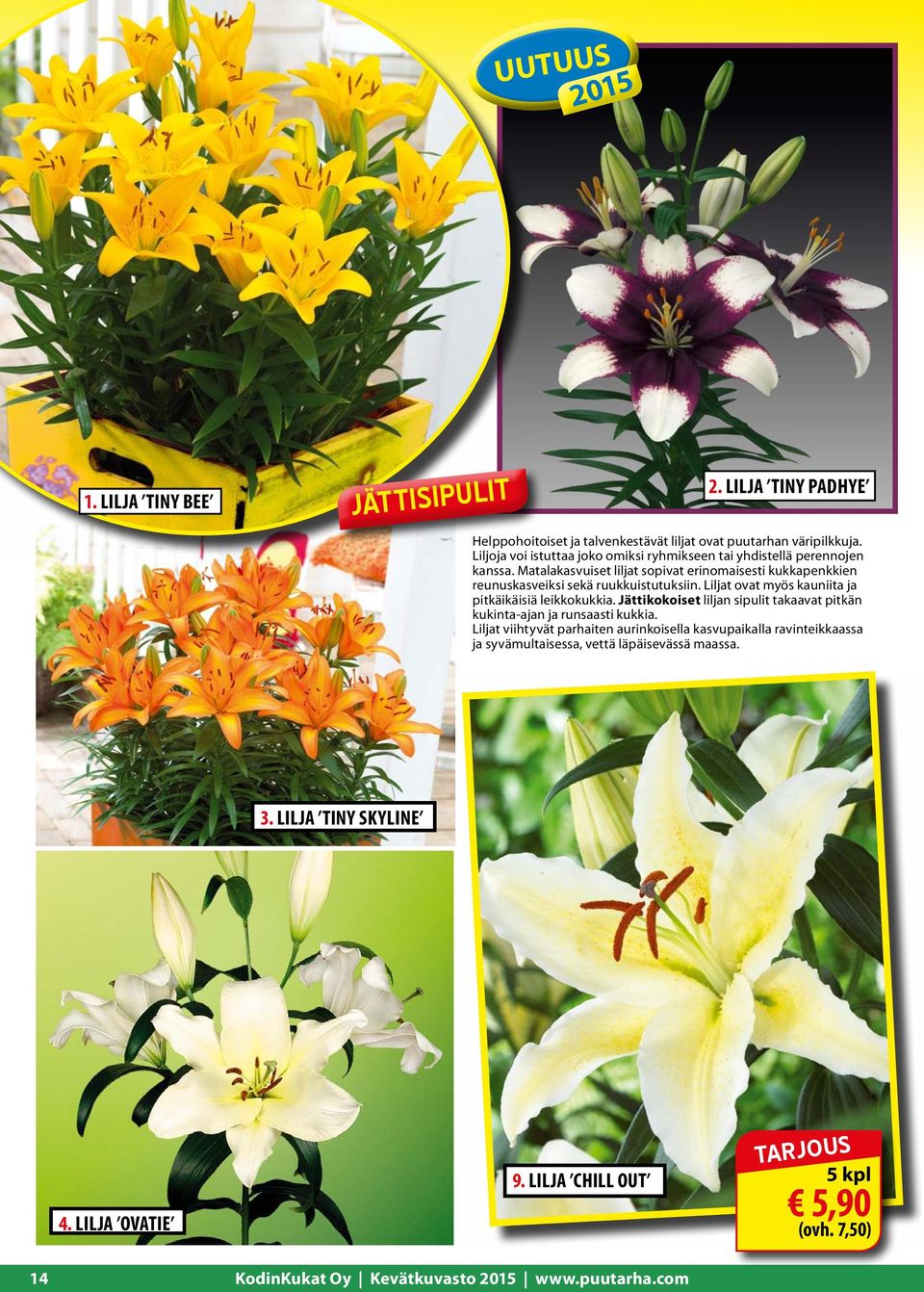 Matalakasvuiset liljat sopivat erinomaisesti kukkapenkkien reunuskasveiksi sekä ruukkuistutuksiin. Liljat ovat myös kauniita ja pitkäikäisiä leikkokukkia.
