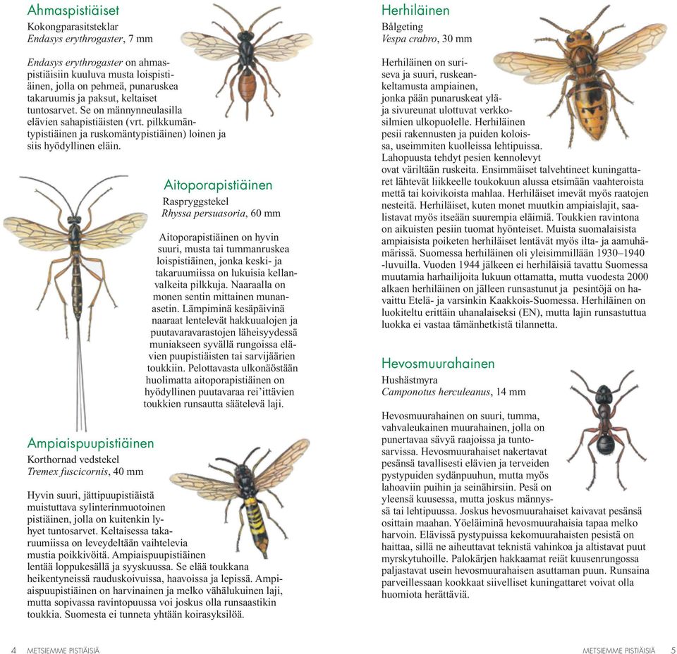 Ampiaispuupistiäinen Korthornad vedstekel Tremex fuscicornis, 40 mm Aitoporapistiäinen Raspryggstekel Rhyssa persuasoria, 60 mm Aitoporapistiäinen on hyvin suuri, musta tai tummanruskea