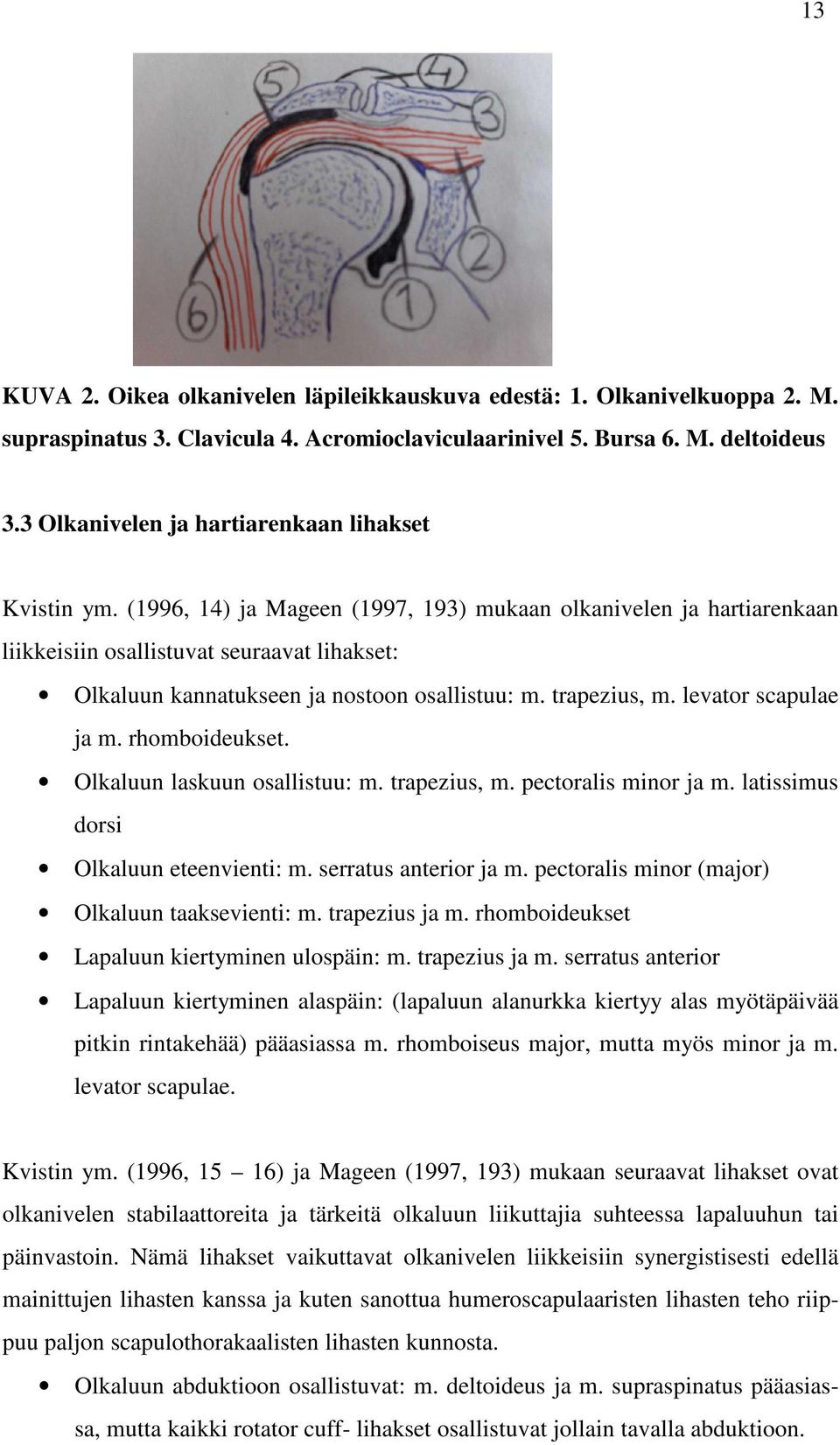 (1996, 14) ja Mageen (1997, 193) mukaan olkanivelen ja hartiarenkaan liikkeisiin osallistuvat seuraavat lihakset: Olkaluun kannatukseen ja nostoon osallistuu: m. trapezius, m. levator scapulae ja m.