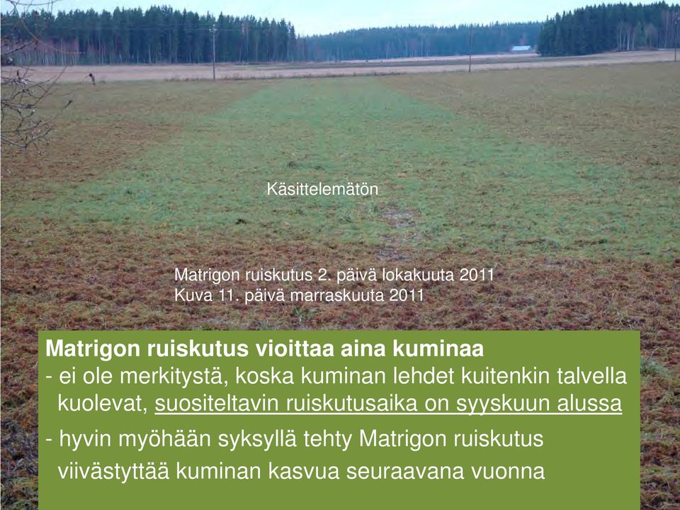 koska kuminan lehdet kuitenkin talvella kuolevat, suositeltavin ruiskutusaika on