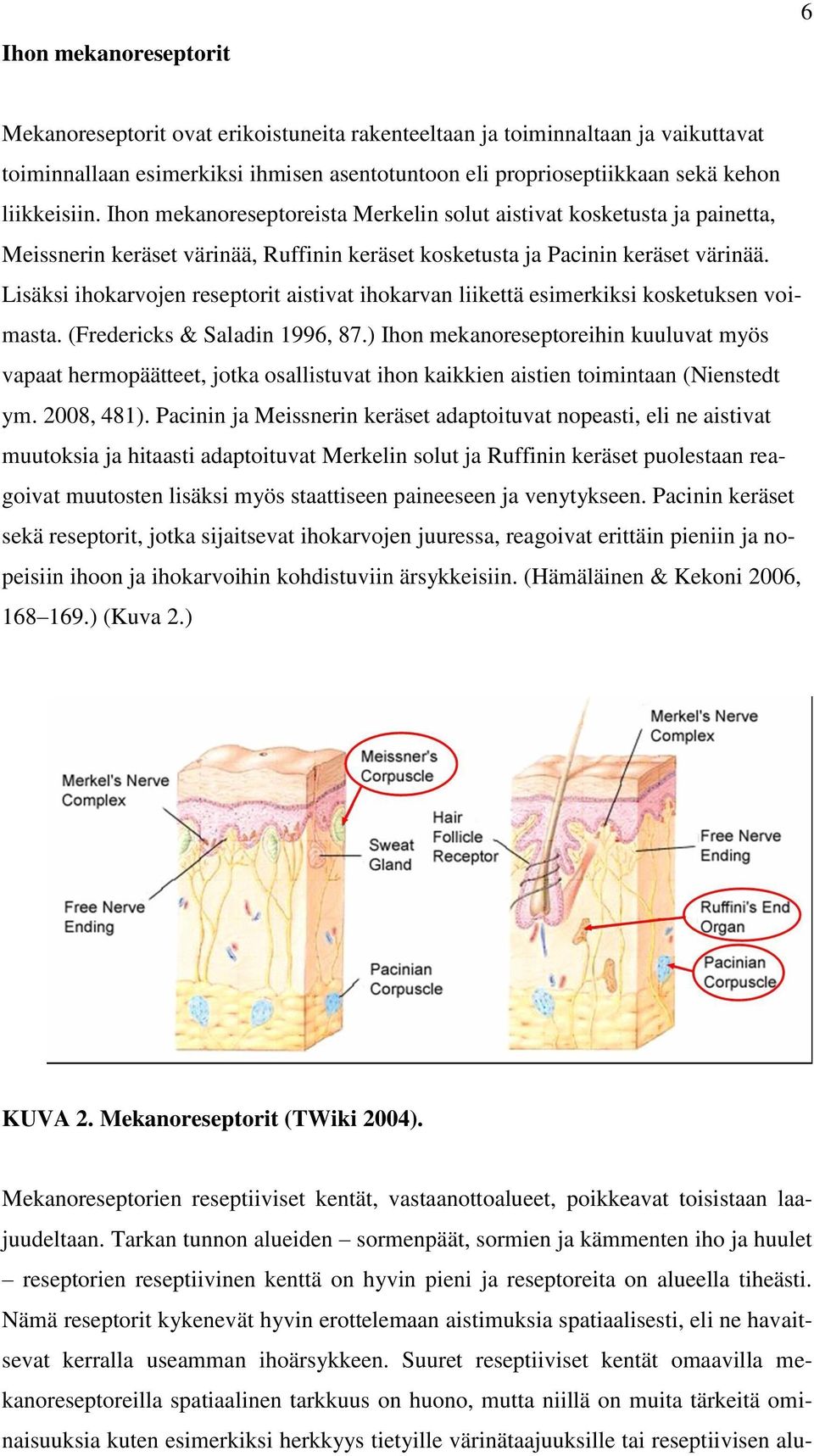 Lisäksi ihokarvojen reseptorit aistivat ihokarvan liikettä esimerkiksi kosketuksen voimasta. (Fredericks & Saladin 1996, 87.