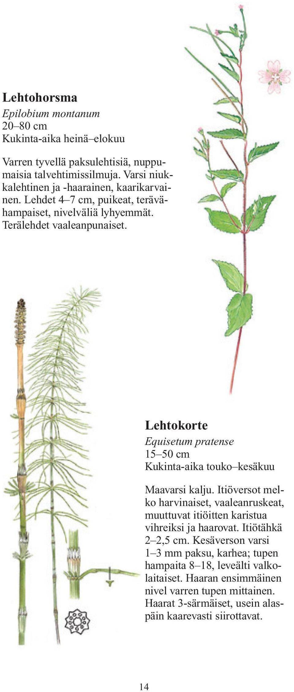 Lehtokorte Equisetum pratense 15 50 cm Kukinta-aika touko kesäkuu Maavarsi kalju.