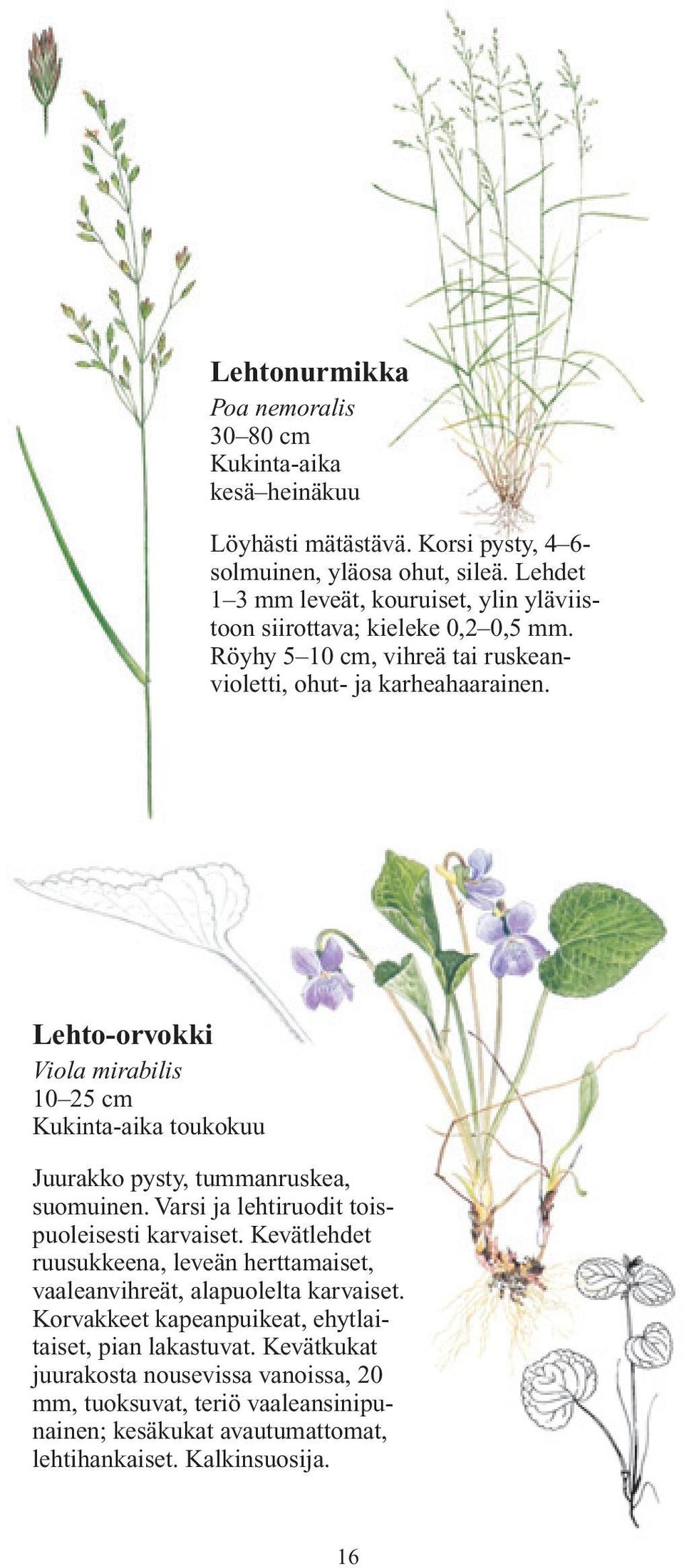 Lehto-orvokki Viola mirabilis 10 25 cm Kukinta-aika toukokuu Juurakko pysty, tummanruskea, suomuinen. Varsi ja lehtiruodit toispuoleisesti karvaiset.