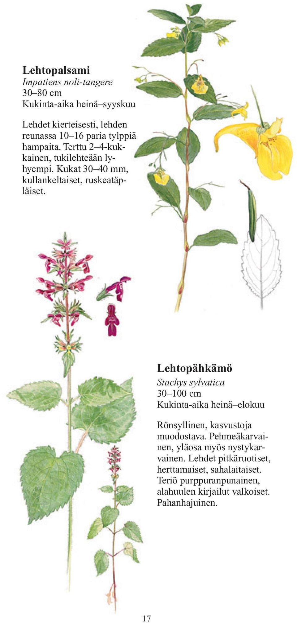 Lehtopähkämö Stachys sylvatica 30 100 cm Kukinta-aika heinä elokuu Rönsyllinen, kasvustoja muodostava.