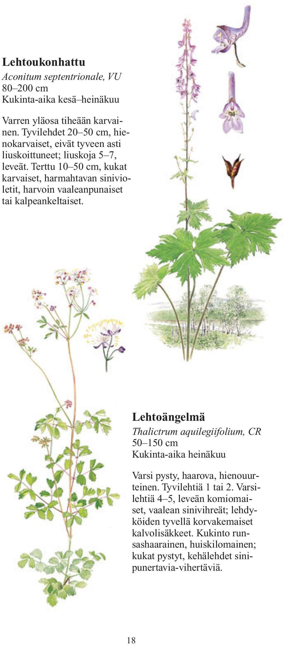 Terttu 10 50 cm, kukat karvaiset, harmahtavan sinivioletit, harvoin vaaleanpunaiset tai kalpeankeltaiset.