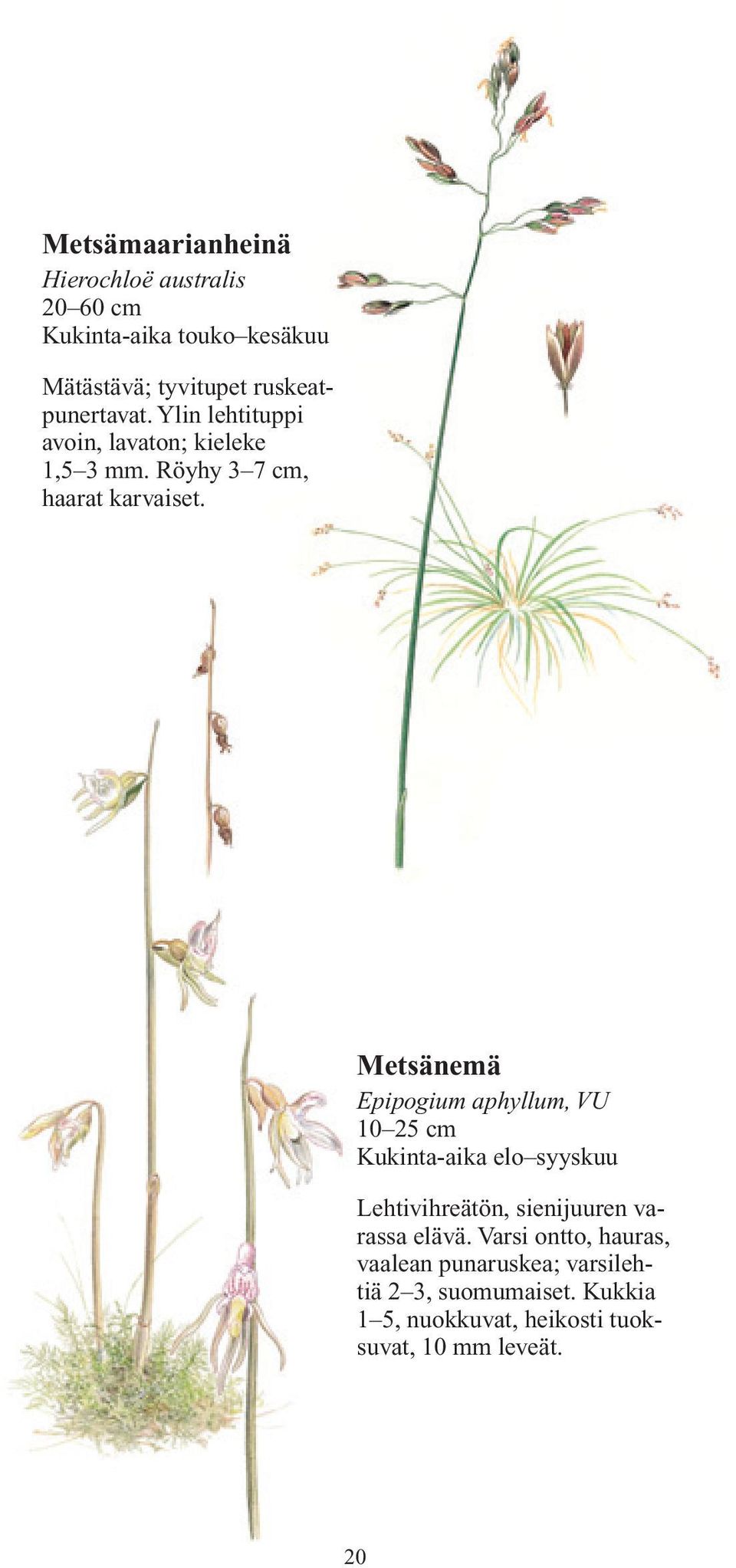Metsänemä Epipogium aphyllum, VU 10 25 cm Kukinta-aika elo syyskuu Lehtivihreätön, sienijuuren varassa elävä.