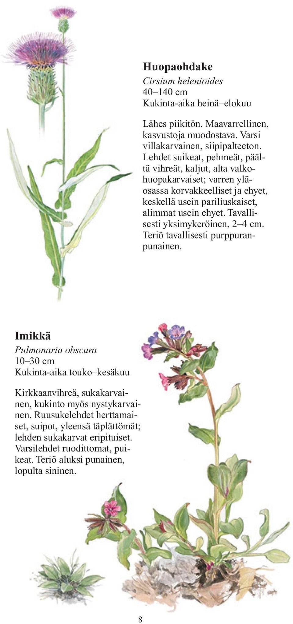 Tavallisesti yksimykeröinen, 2 4 cm. Teriö tavallisesti purppuranpunainen.