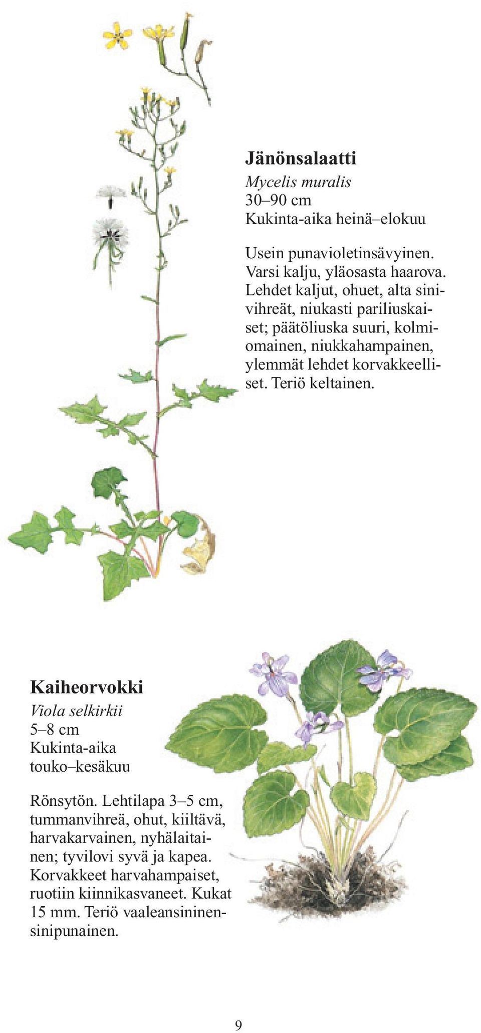 korvakkeelliset. Teriö keltainen. Kaiheorvokki Viola selkirkii 5 8 cm Kukinta-aika touko kesäkuu Rönsytön.