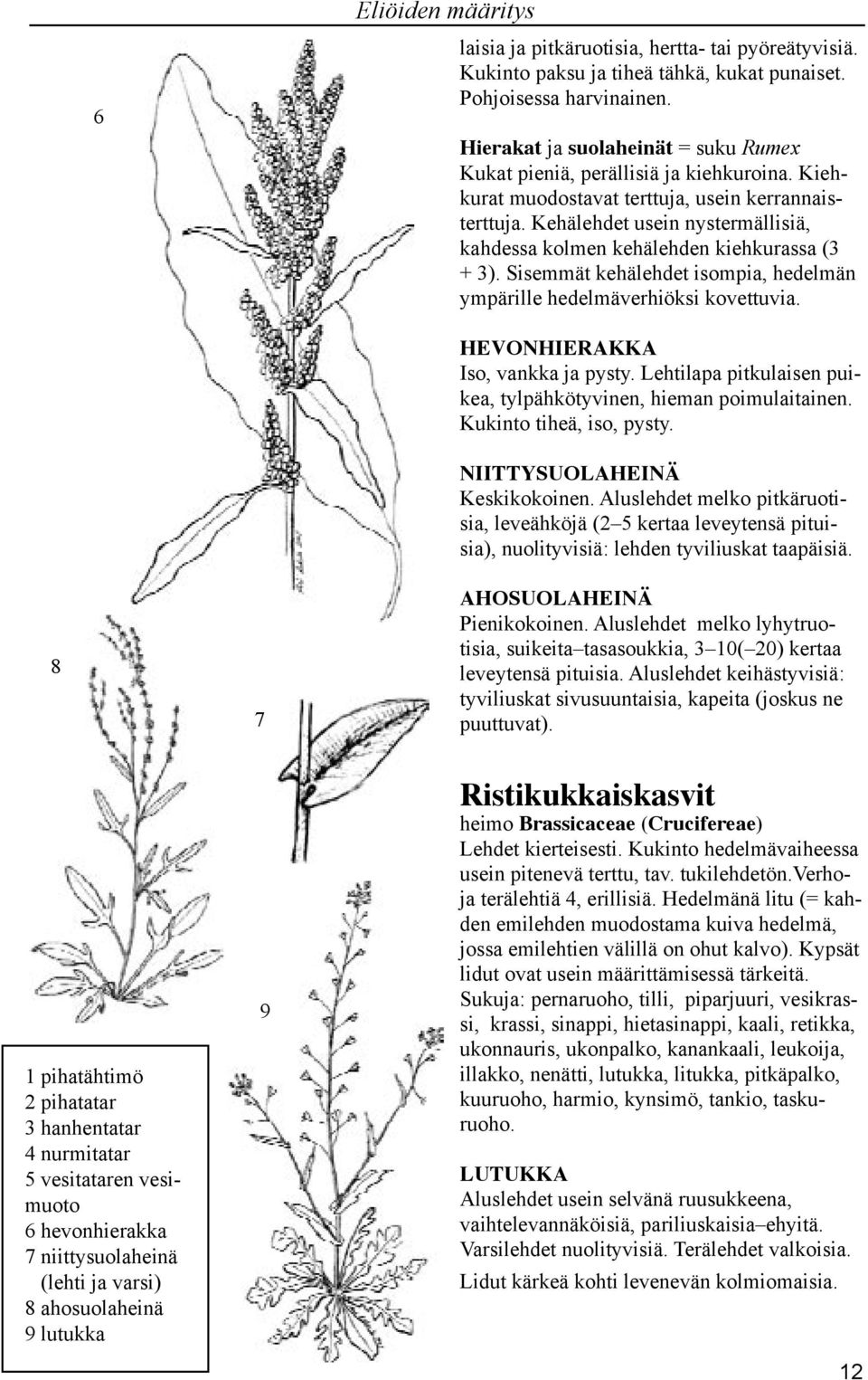 Kehälehdet usein nystermällisiä, kahdessa kolmen kehälehden kiehkurassa ( + ). Sisemmät kehälehdet isompia, hedelmän ympärille hedelmäverhiöksi kovettuvia. HEVONHIERAKKA Iso, vankka ja pysty.