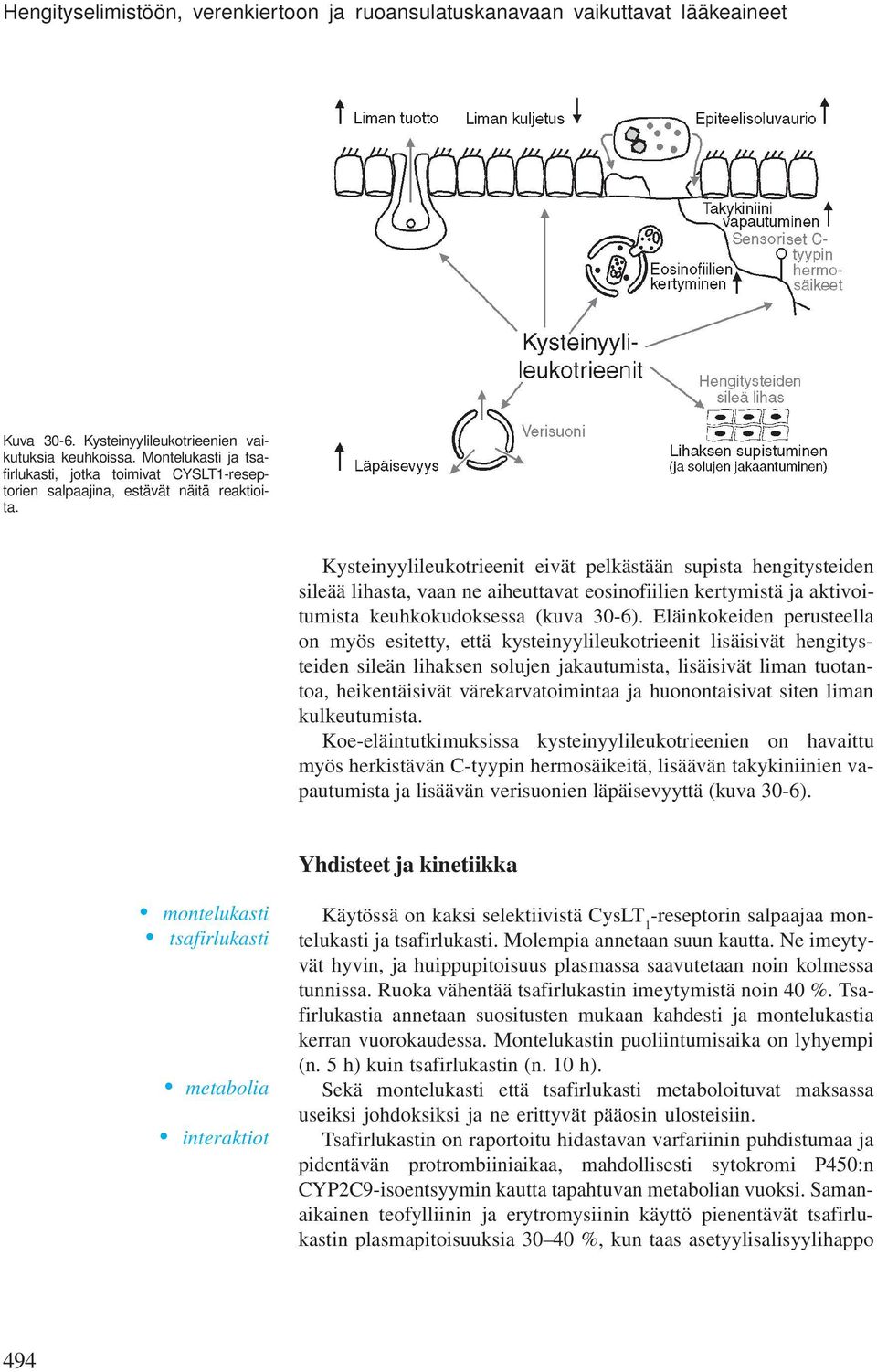 Kysteinyylileukotrieenit eivät pelkästään supista hengitysteiden sileää lihasta, vaan ne aiheuttavat eosinofiilien kertymistä ja aktivoitumista keuhkokudoksessa (kuva 30-6).