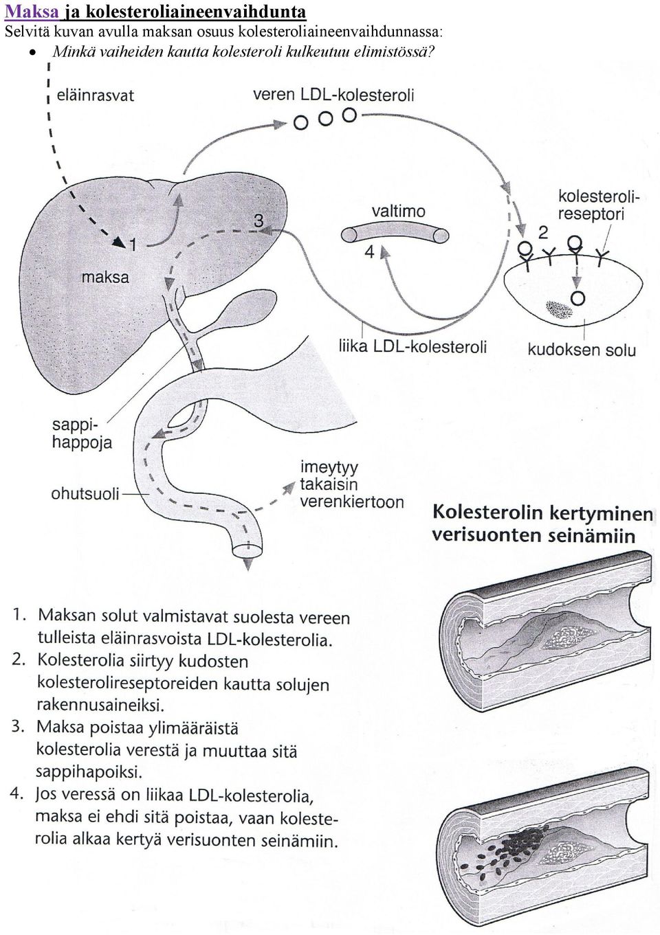 kolesteroliaineenvaihdunnassa: Minkä