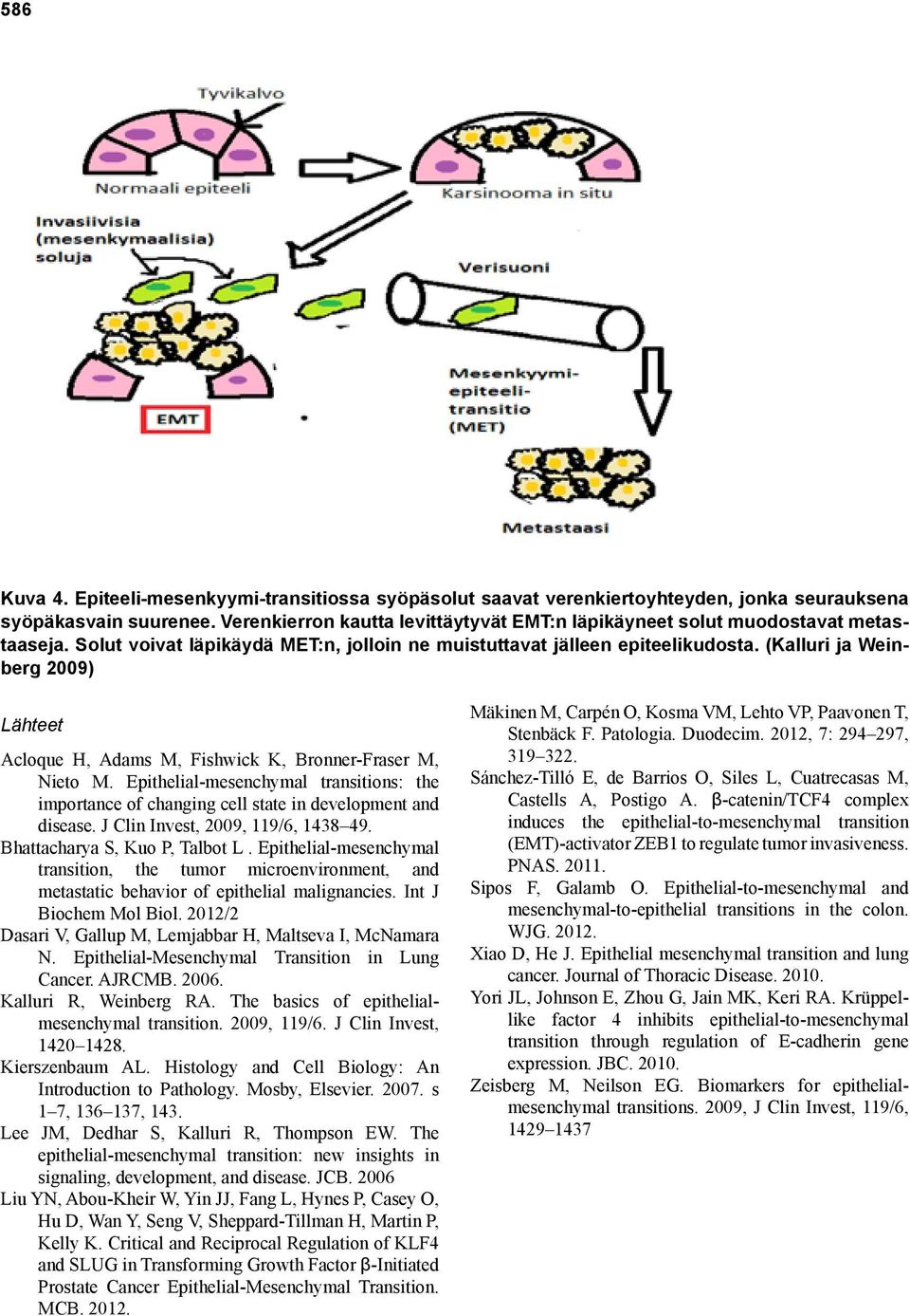 (Kalluri ja Weinberg 2009) Lähteet Acloque H, Adams M, Fishwick K, Bronner-Fraser M, Nieto M. Epithelial-mesenchymal transitions: the importance of changing cell state in development and disease.