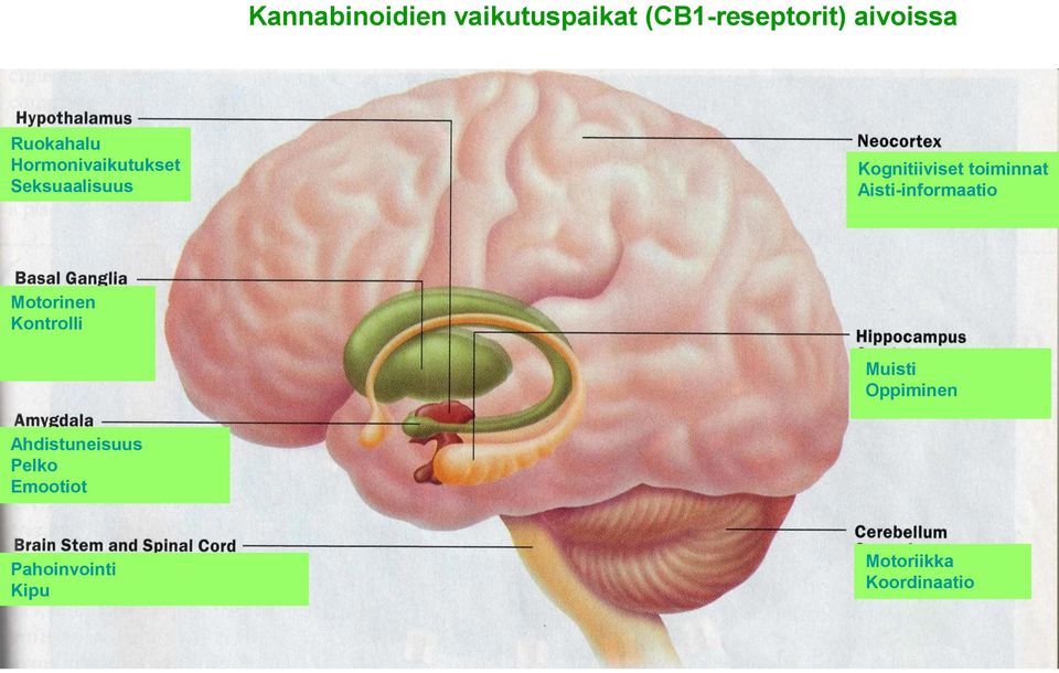 toiminnat Aisti-informaatio Motorinen Kontrolli Muisti