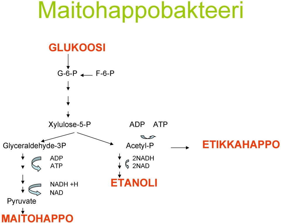 Acetyl-P ADP 2NADH ATP 2NAD ETIKKAHAPPO