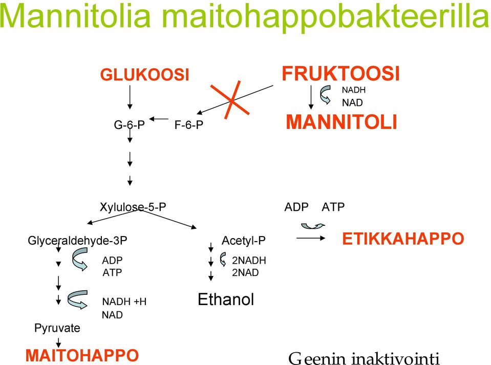 Glyceraldehyde-3P Acetyl-P ADP 2NADH ATP 2NAD ADP ATP